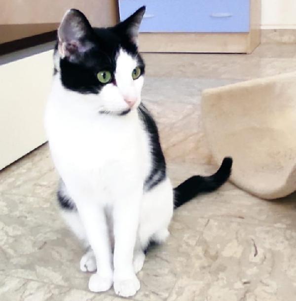 Zorro & Francesco, adozione di coppia Foto 7